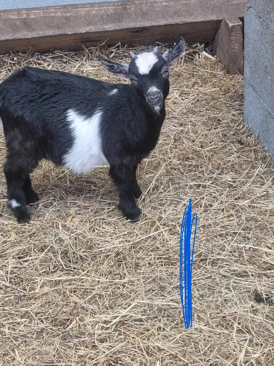Pigmy goat kids - Image 1