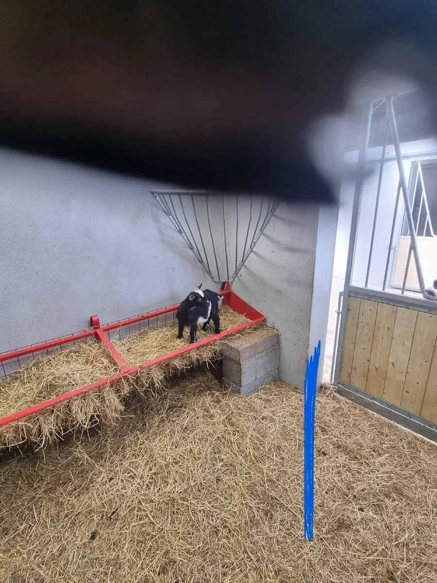 Pigmy goat kids - Image 2