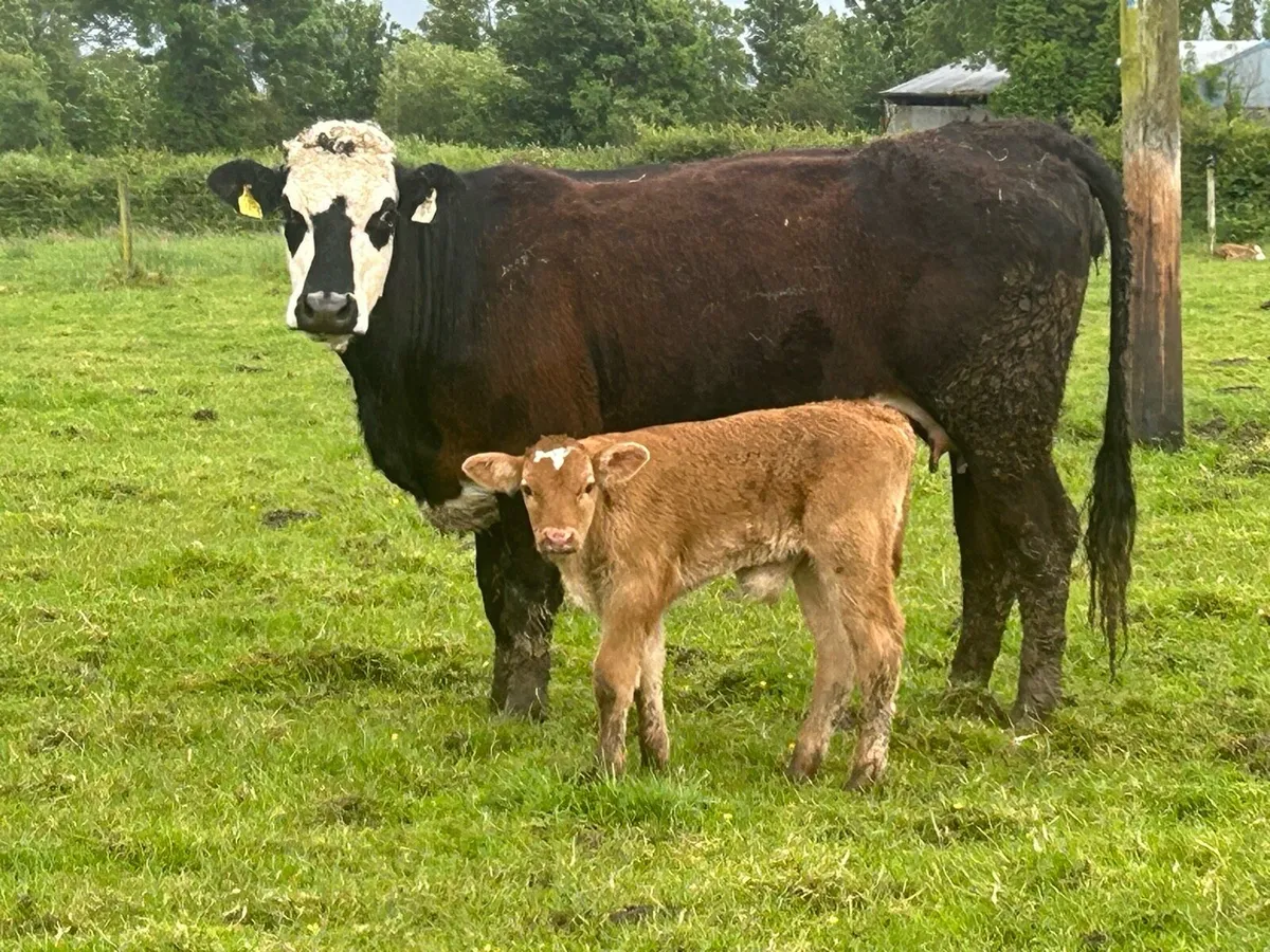 5 star ⭐️⭐️⭐️⭐️⭐️calved heifer - Image 3