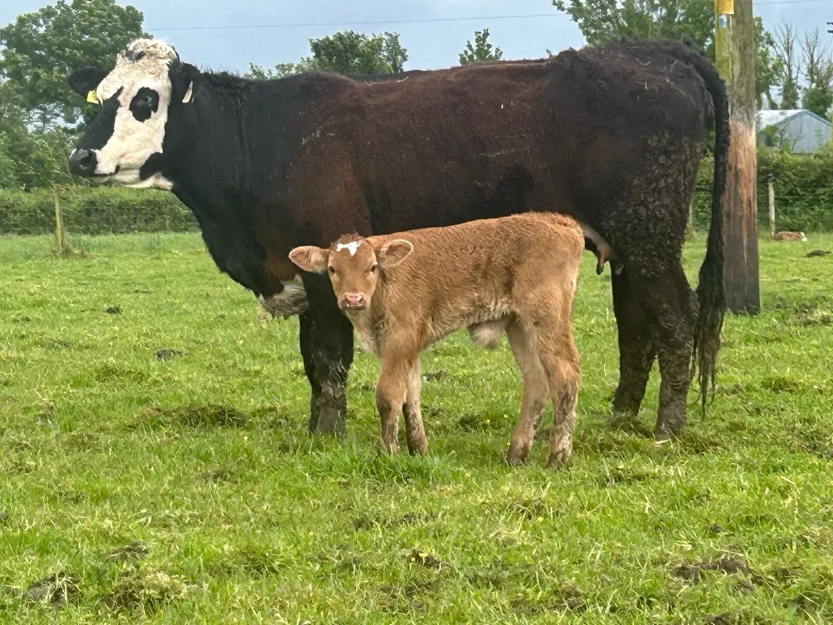 5 star ⭐️⭐️⭐️⭐️⭐️calved heifer - Image 1