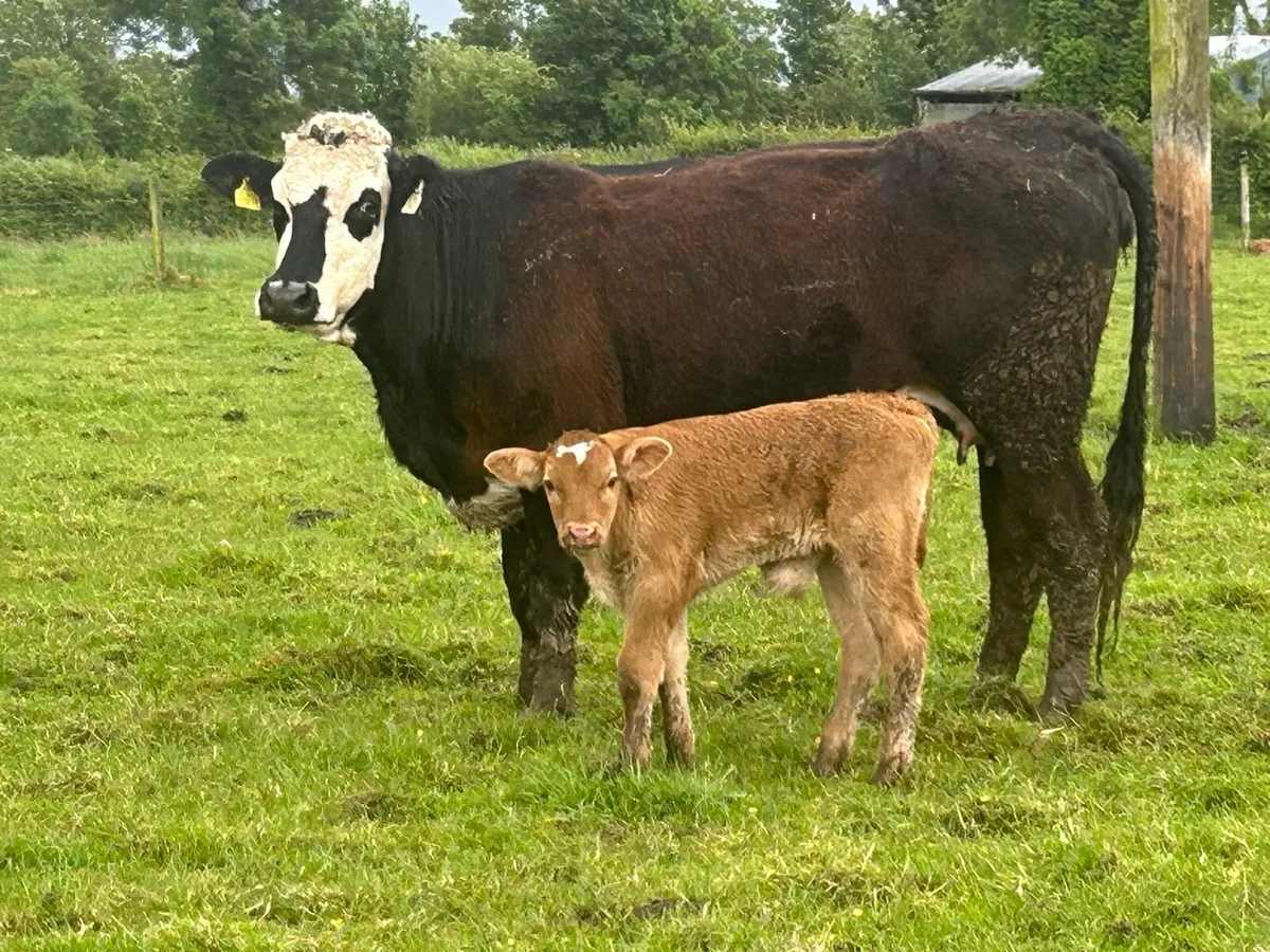 5 star ⭐️⭐️⭐️⭐️⭐️calved heifer - Image 2