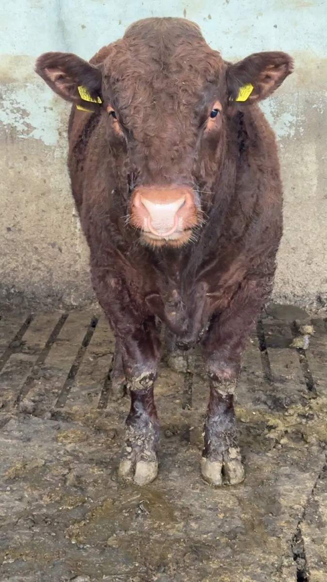 Pedigree Salers Breeding Bulls - Image 3