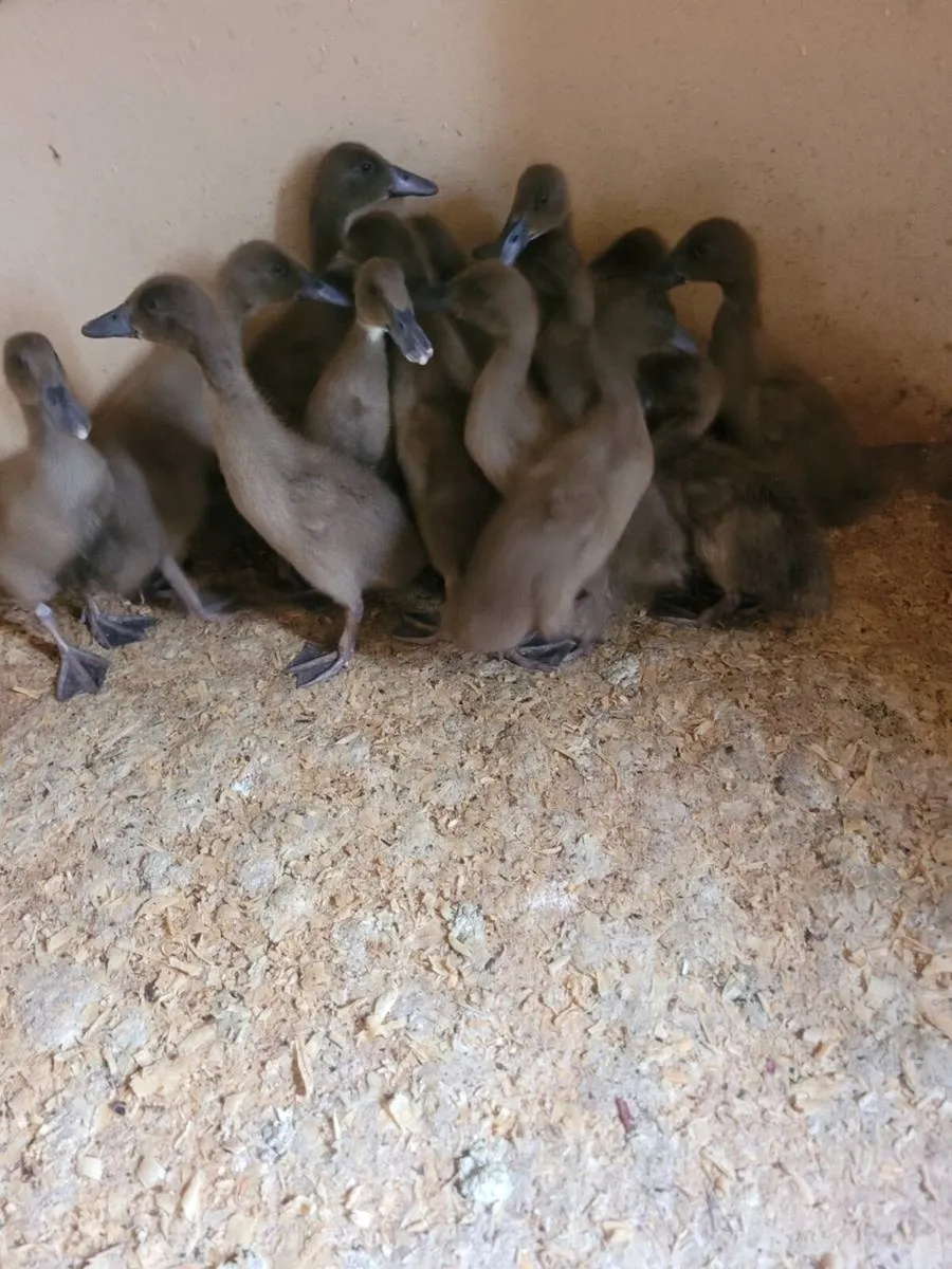 Pullets ducklings   bandon - Image 3