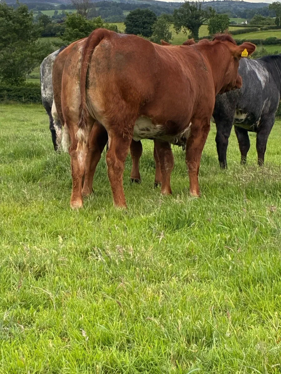 🌟Exceptional Incalf Heifer's🌟 - Image 1
