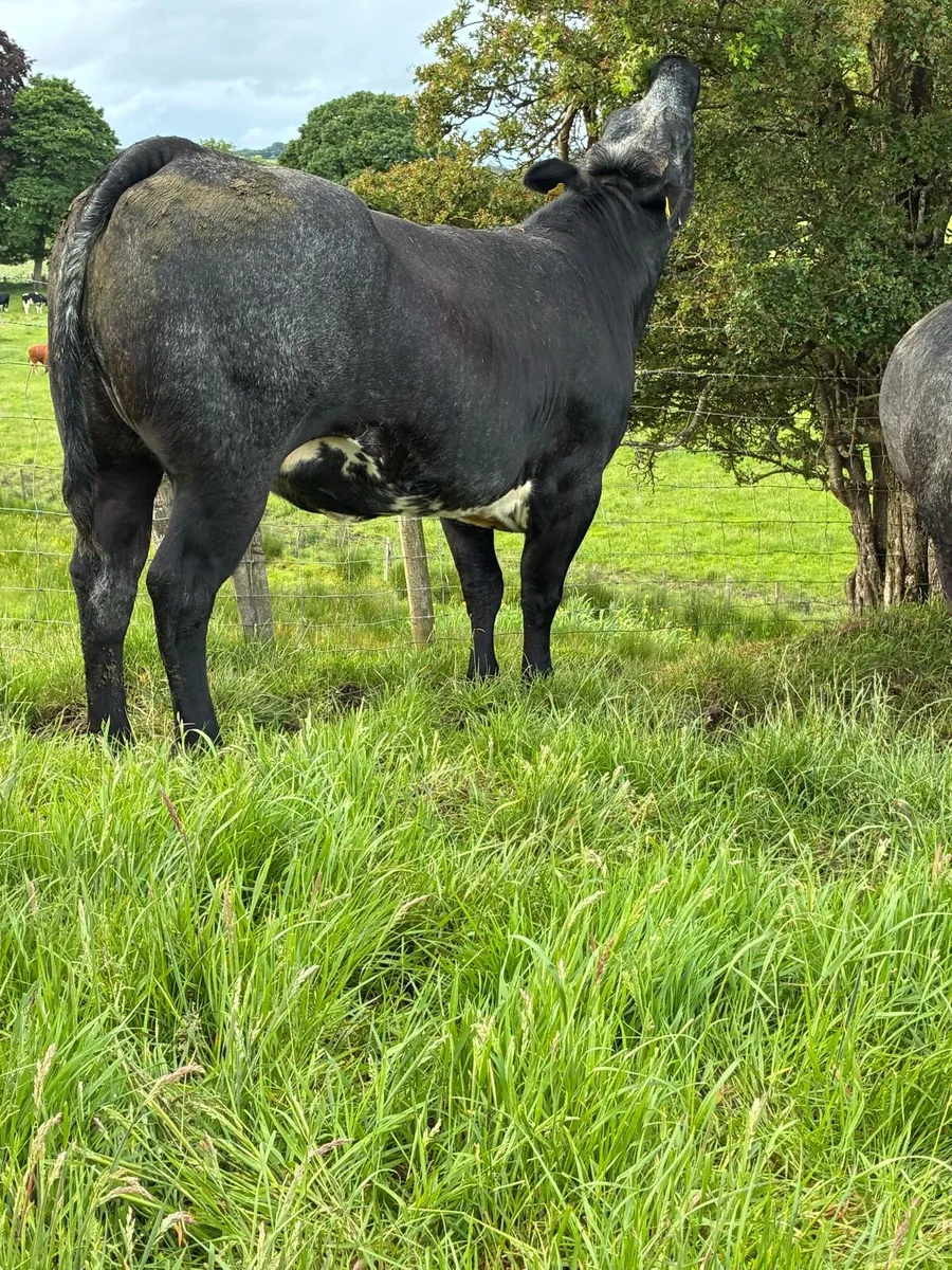 🌟Exceptional Incalf Heifer's🌟 - Image 2