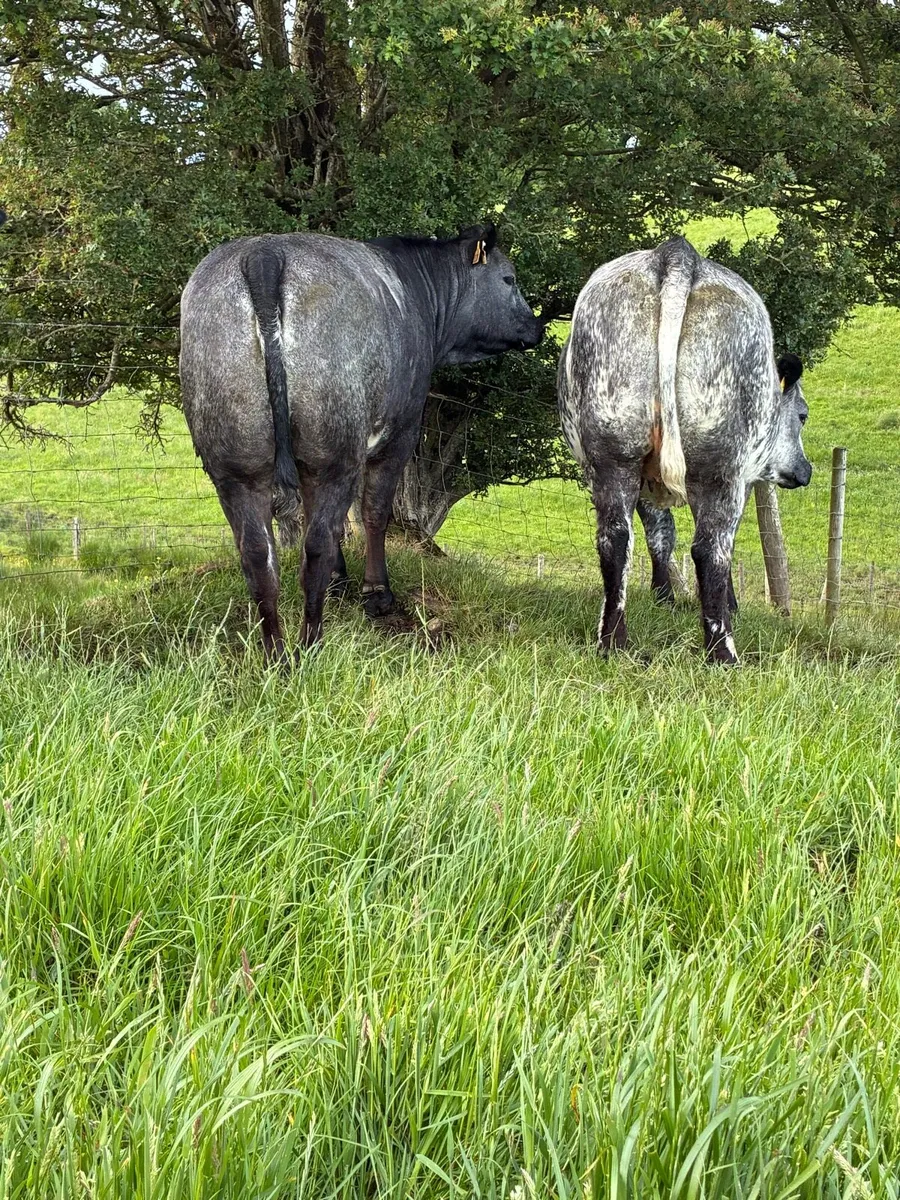 🌟Exceptional Incalf Heifer's🌟 - Image 3