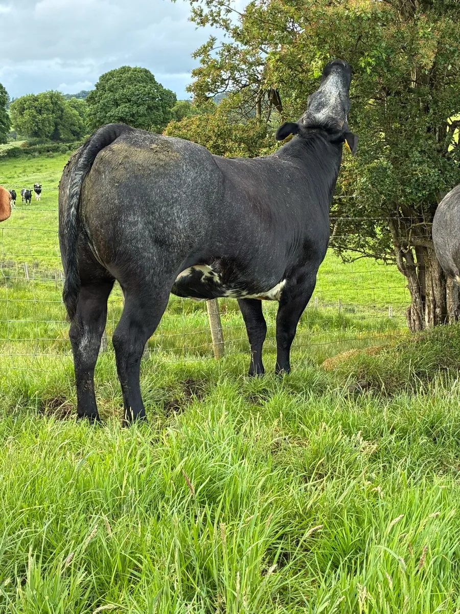 🌟Exceptional Incalf Heifer's🌟 - Image 4