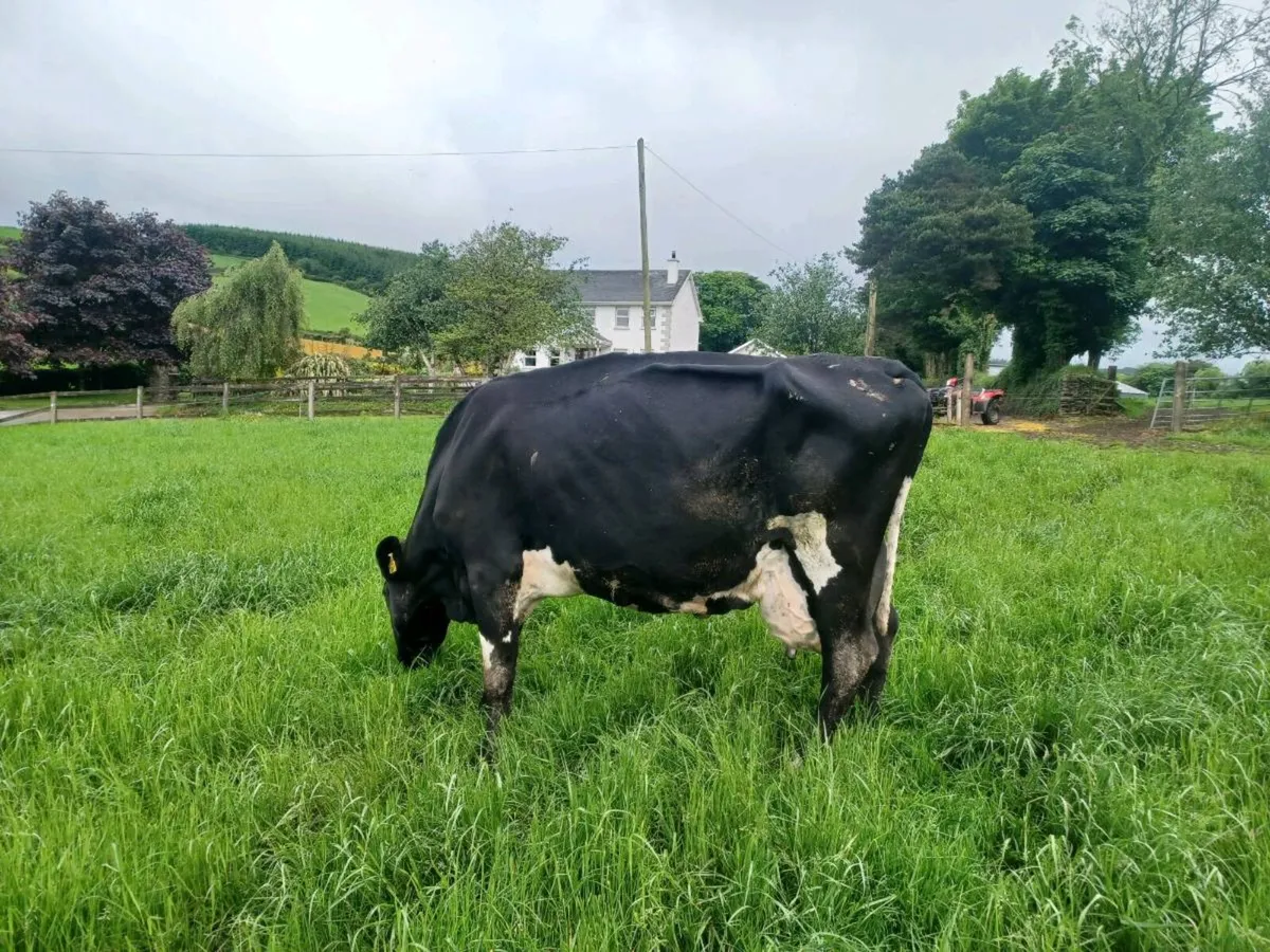 Dairy cows - Image 4