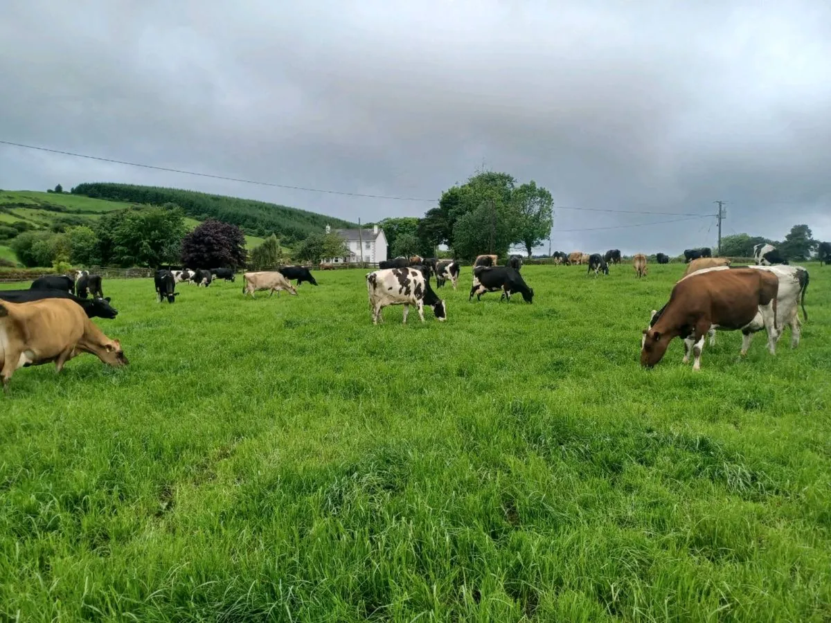Dairy cows - Image 2