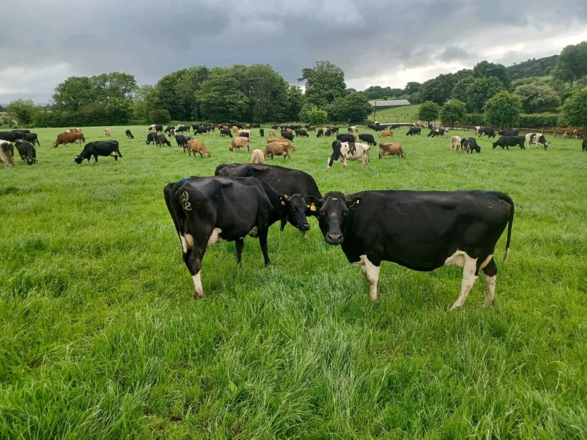 Dairy cows - Image 3