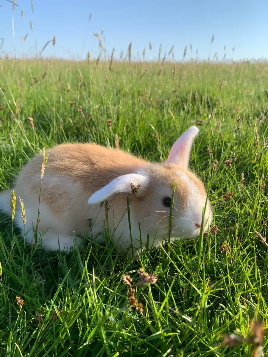 Rabbit/Animal Hutches - Image 2