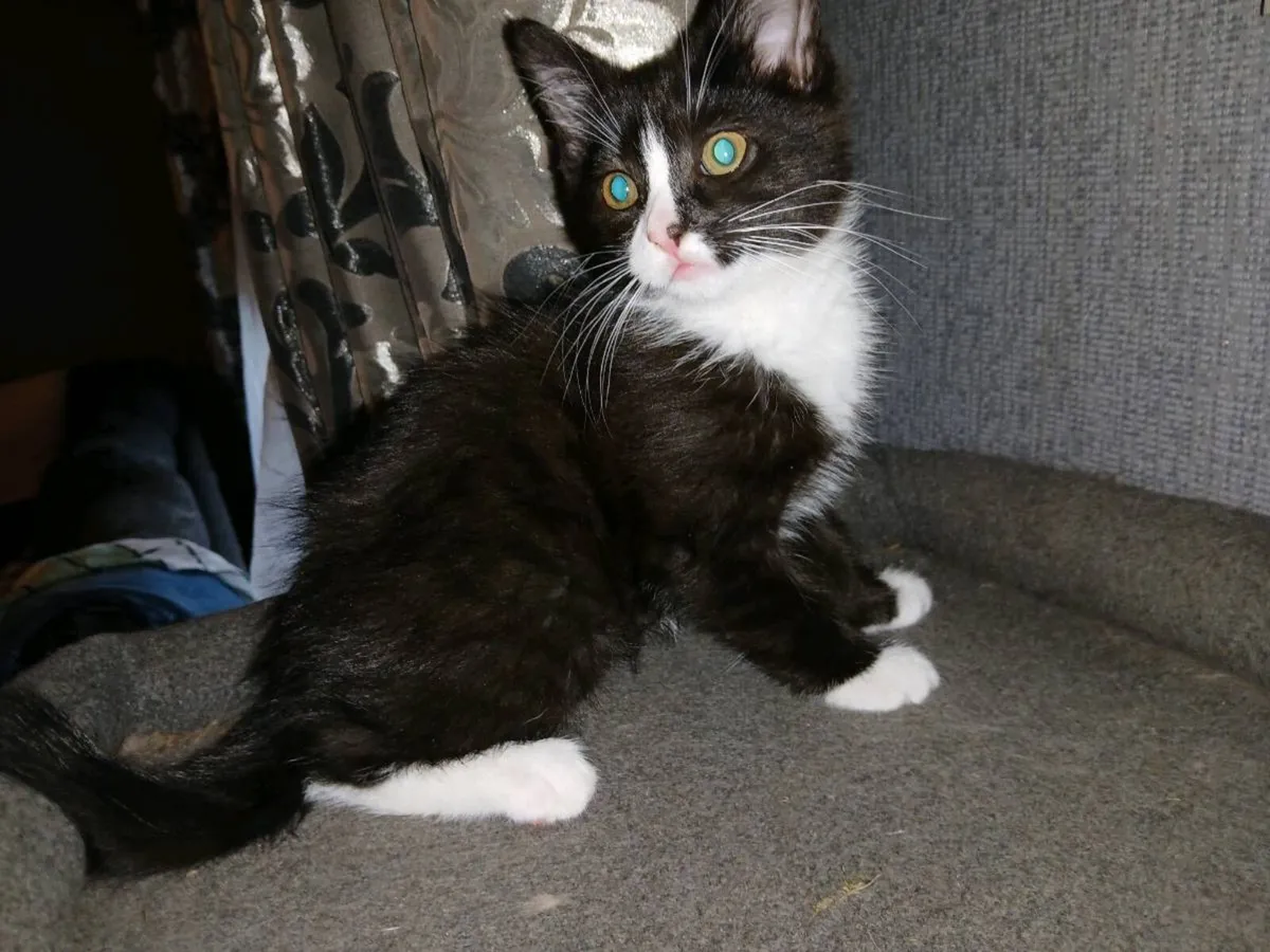 Kittens - Image 2