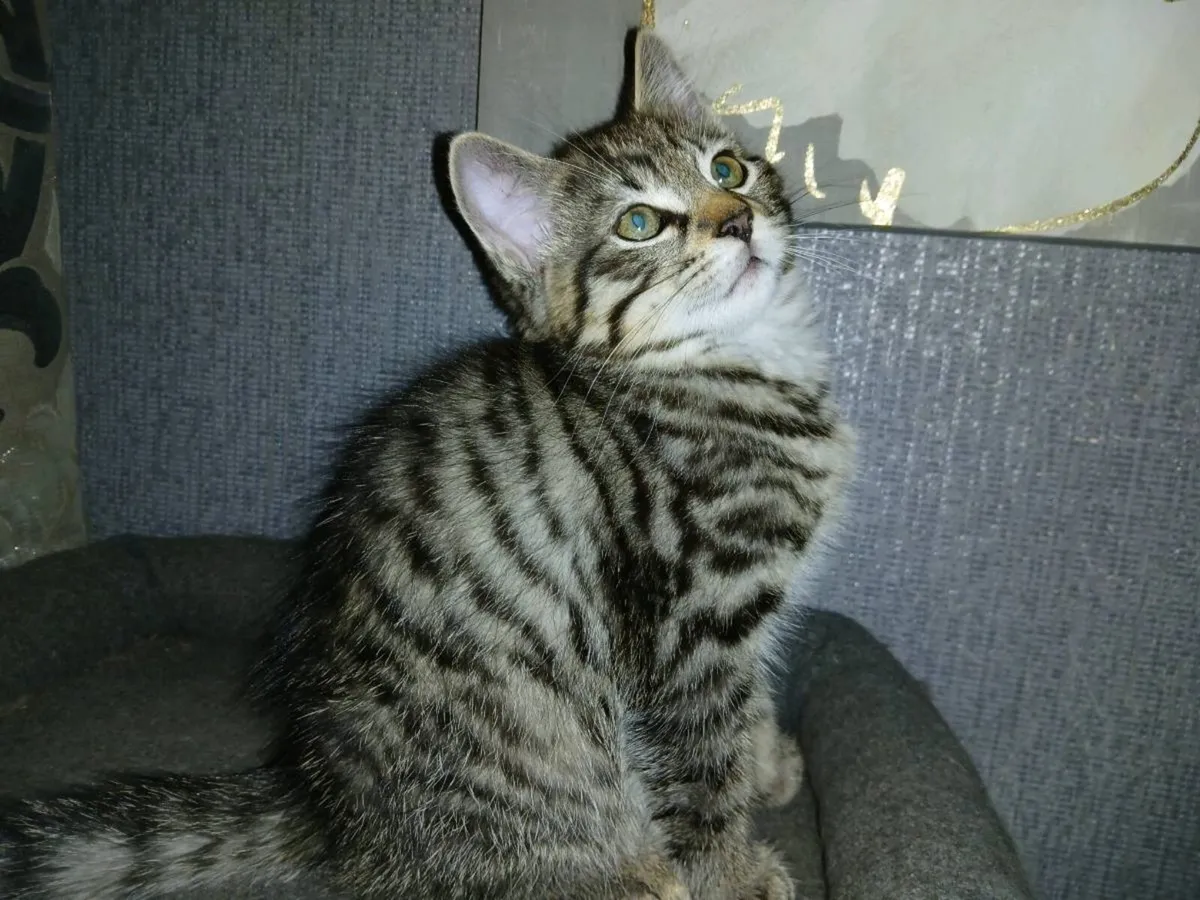 Kittens - Image 3