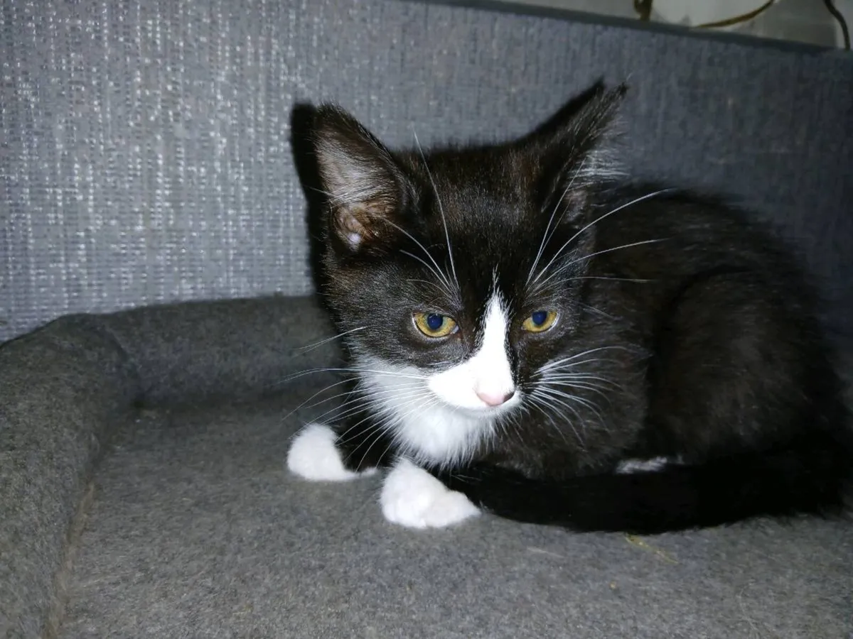 Kittens - Image 4