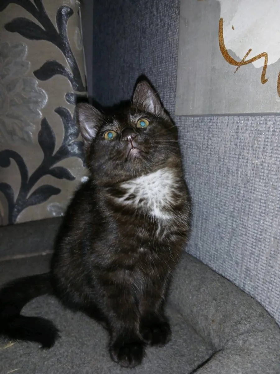 Kittens - Image 3