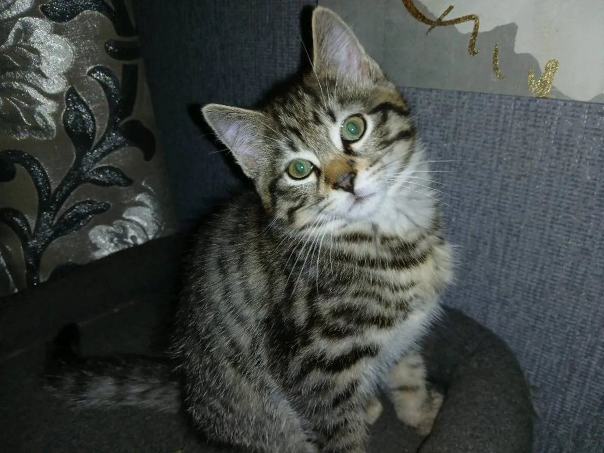 Kittens - Image 2