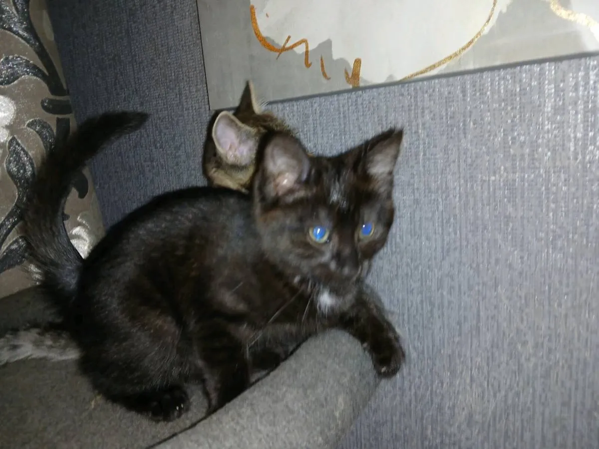 Kittens - Image 4