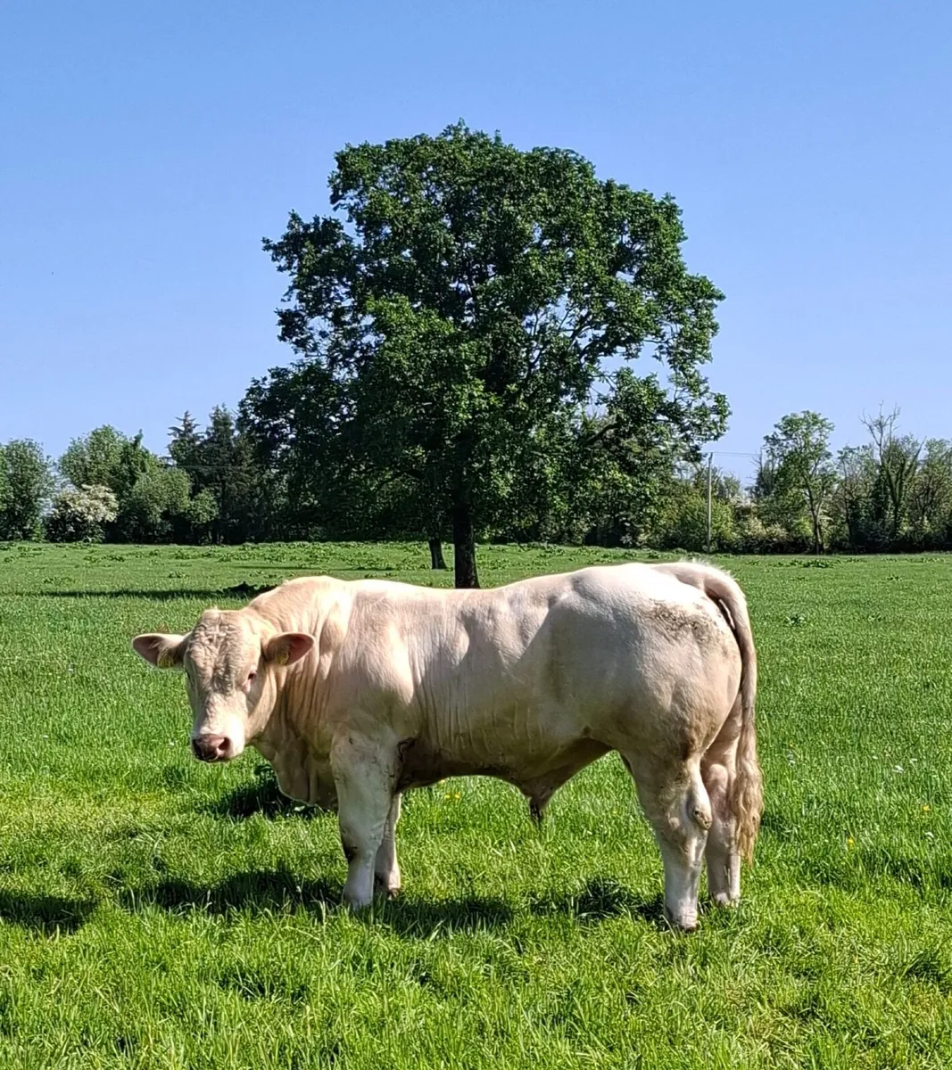 Charolais Bull - Image 1