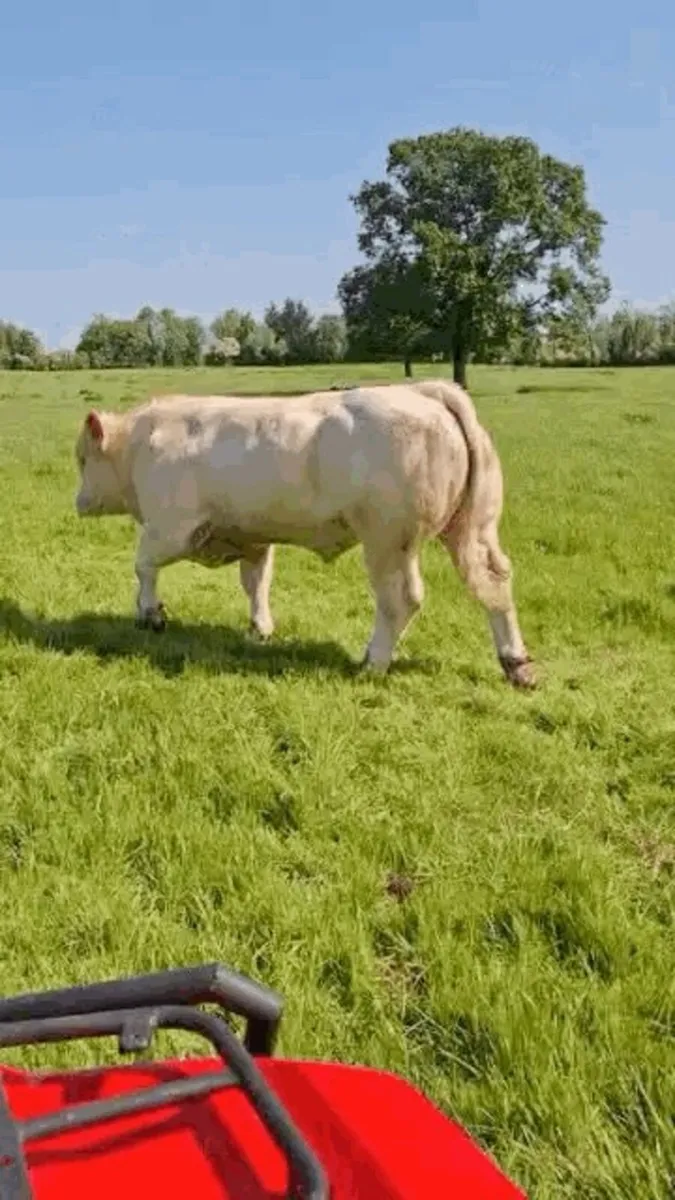 Charolais Bull - Image 3