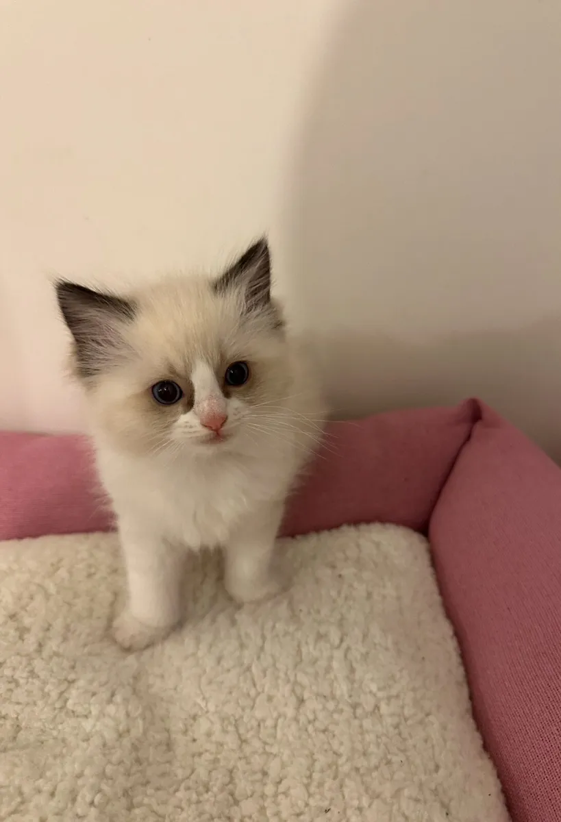 Ragdoll kittens - Image 2