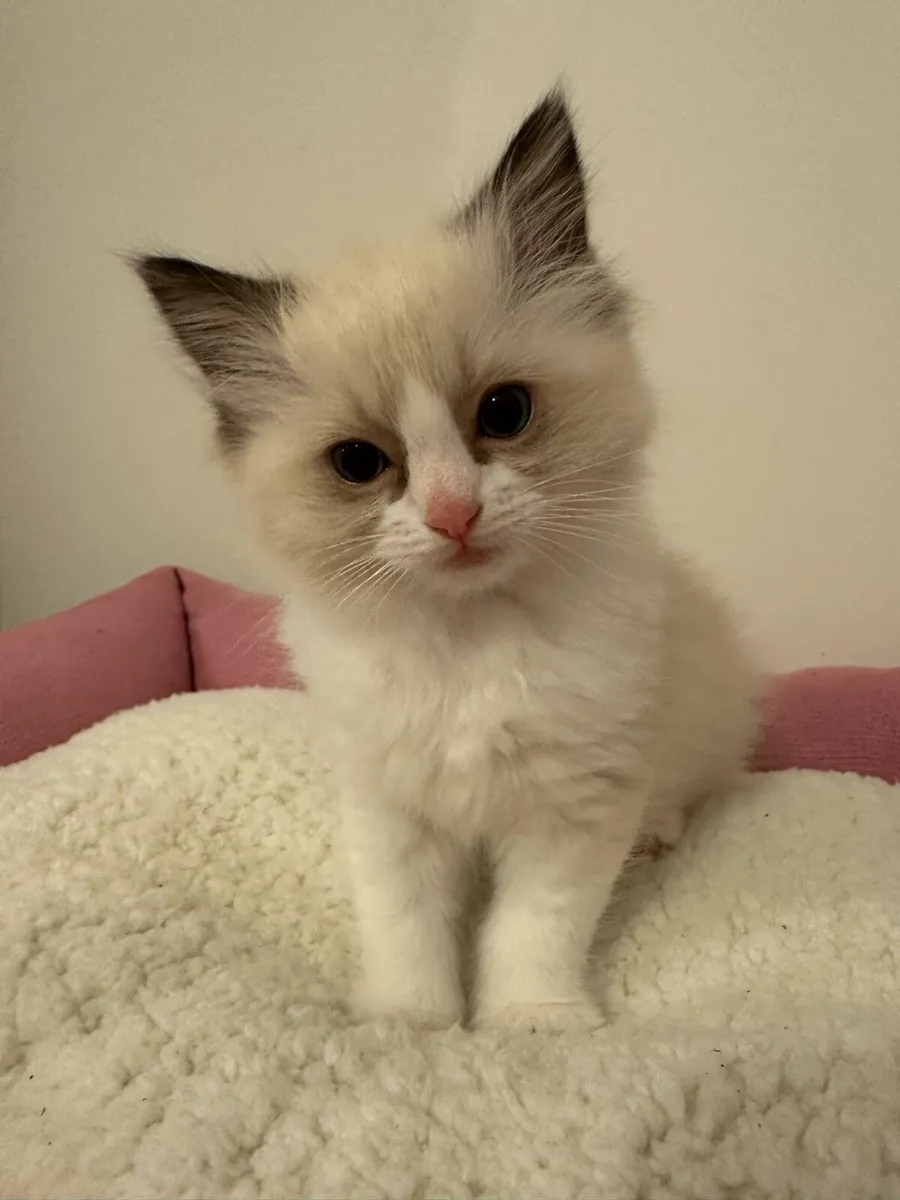 Ragdoll kittens - Image 4