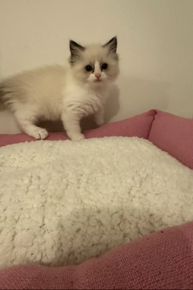 Ragdoll kittens - Image 3