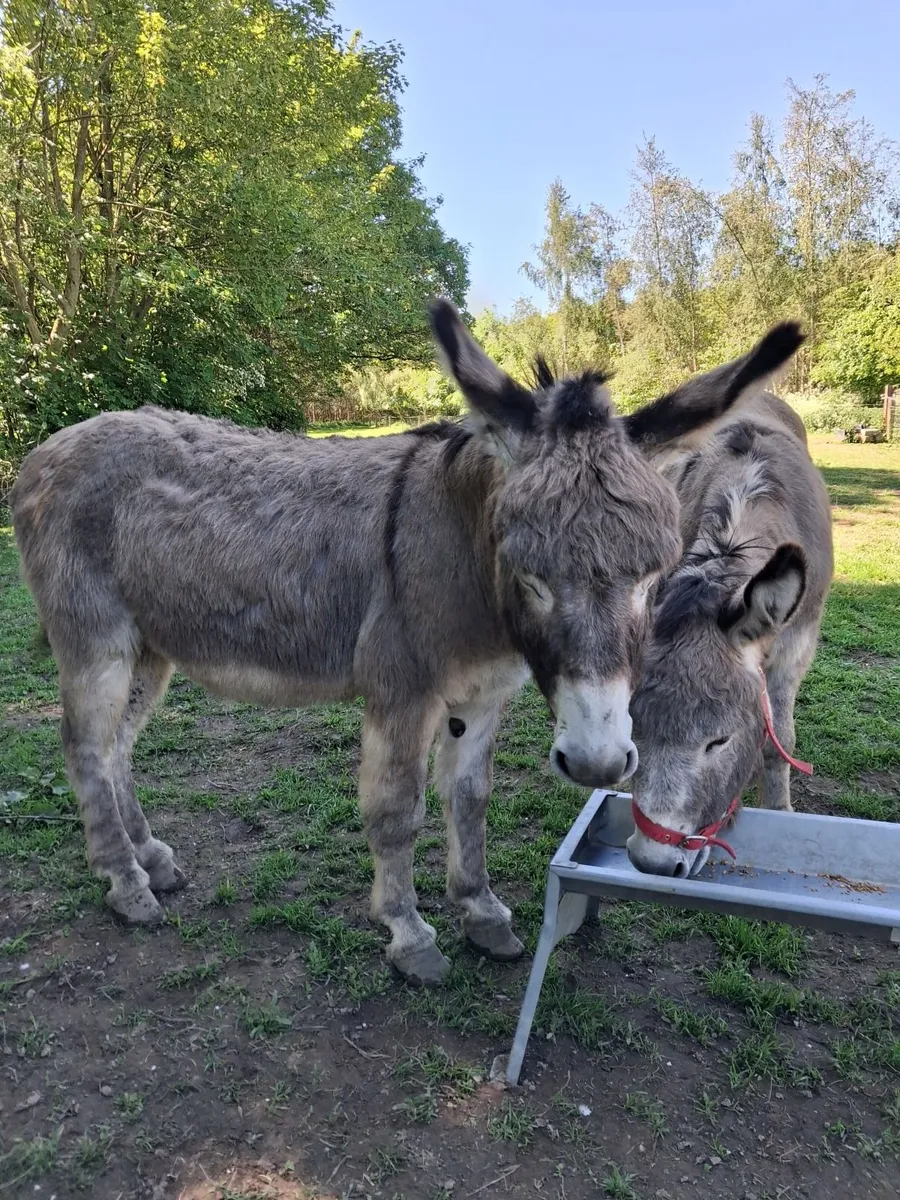 Donkeys - Image 1