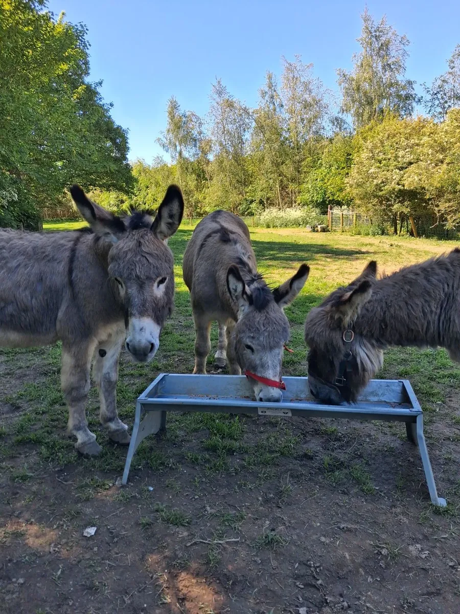 Donkeys - Image 2