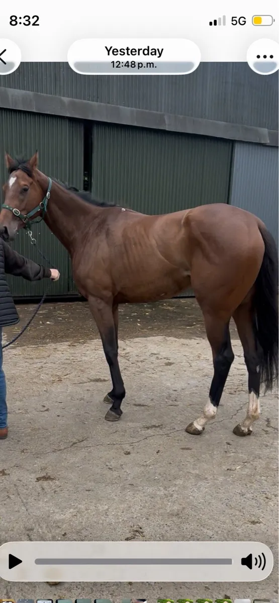 Flat filly with form - Image 1