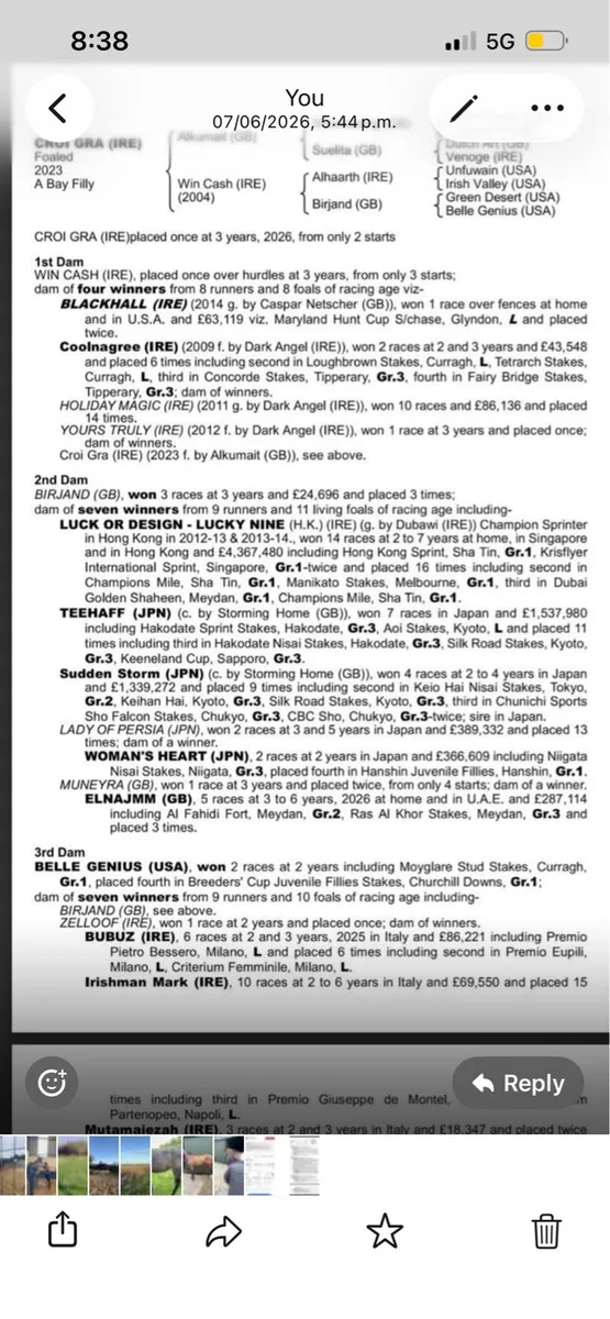 Flat filly with form - Image 2