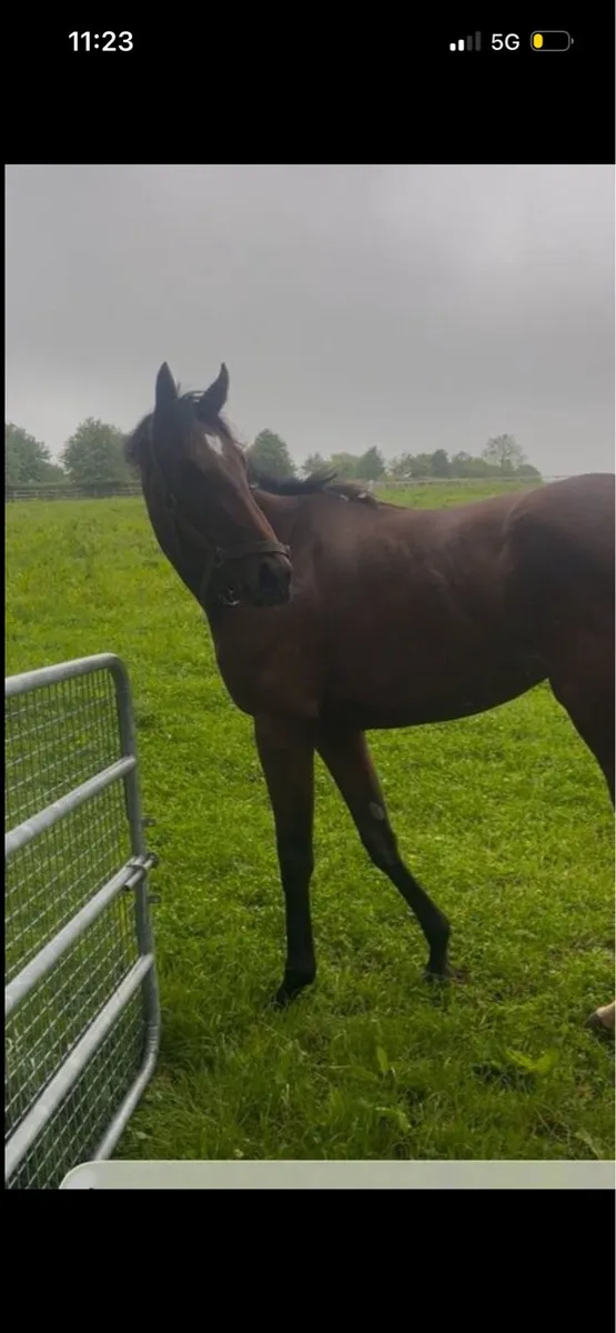 Flat filly with form - Image 4
