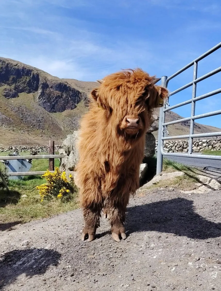 Pedigree Highland Bulls - Image 1