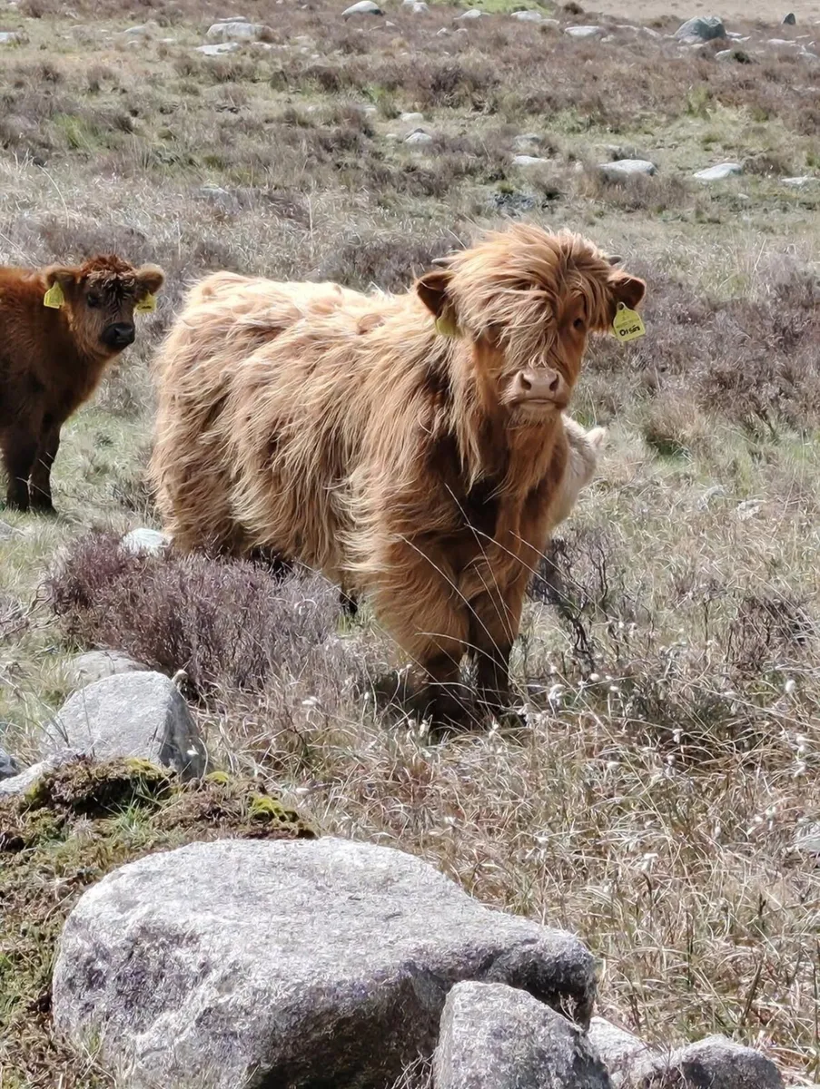 Pedigree Highland Bulls - Image 2