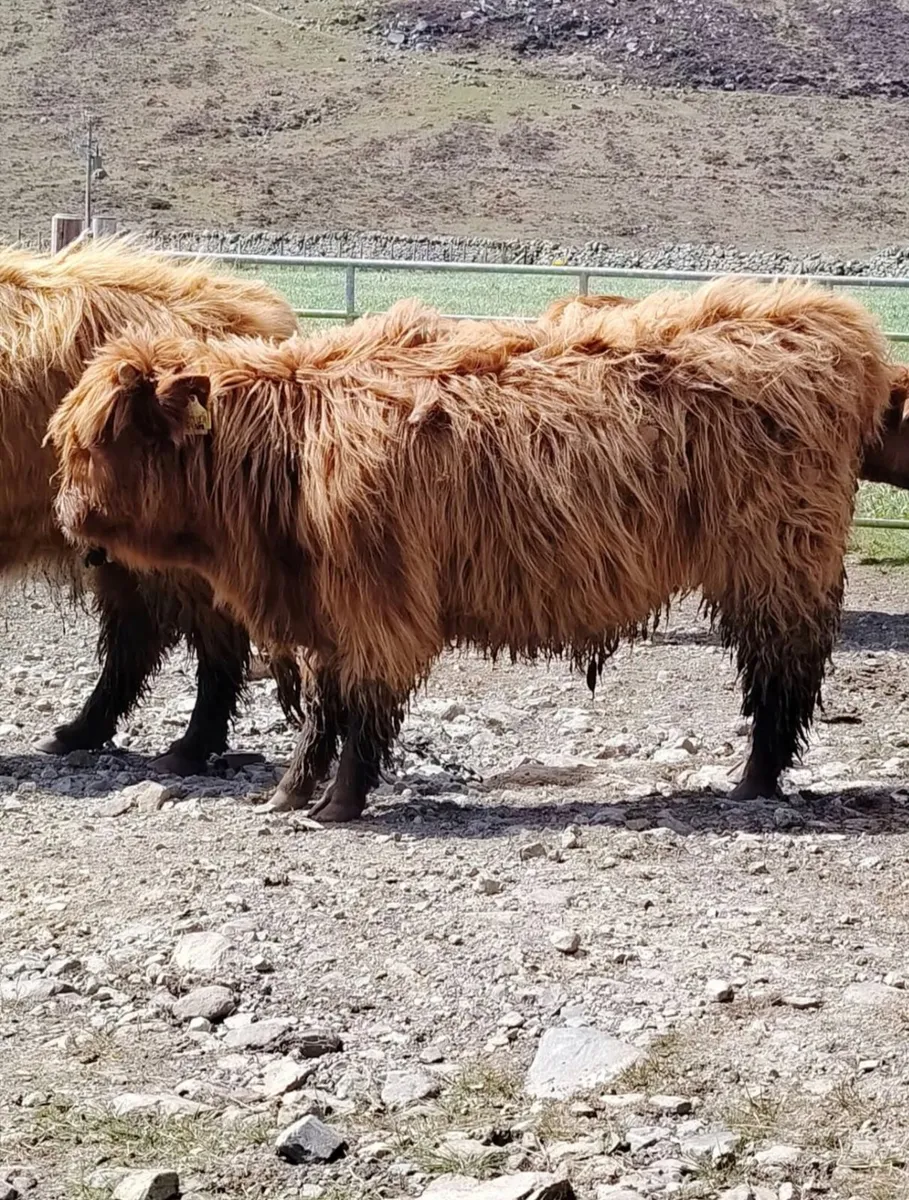 Pedigree Highland Bulls - Image 3
