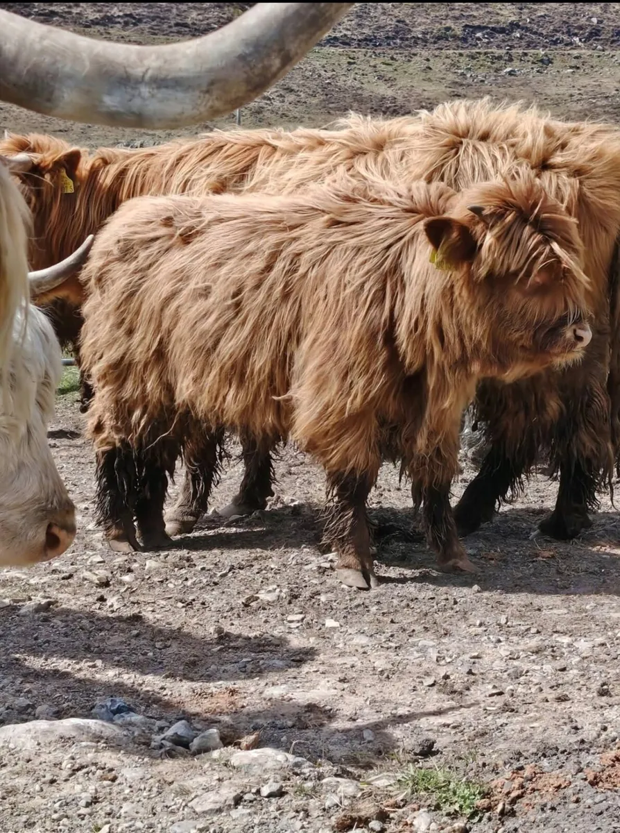 Pedigree Highland Bulls - Image 4