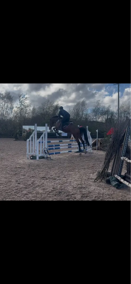 16,2 mare for sale - Image 2