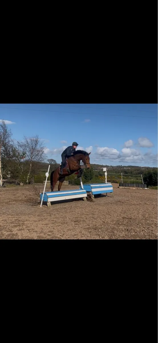 16,2 mare for sale - Image 3