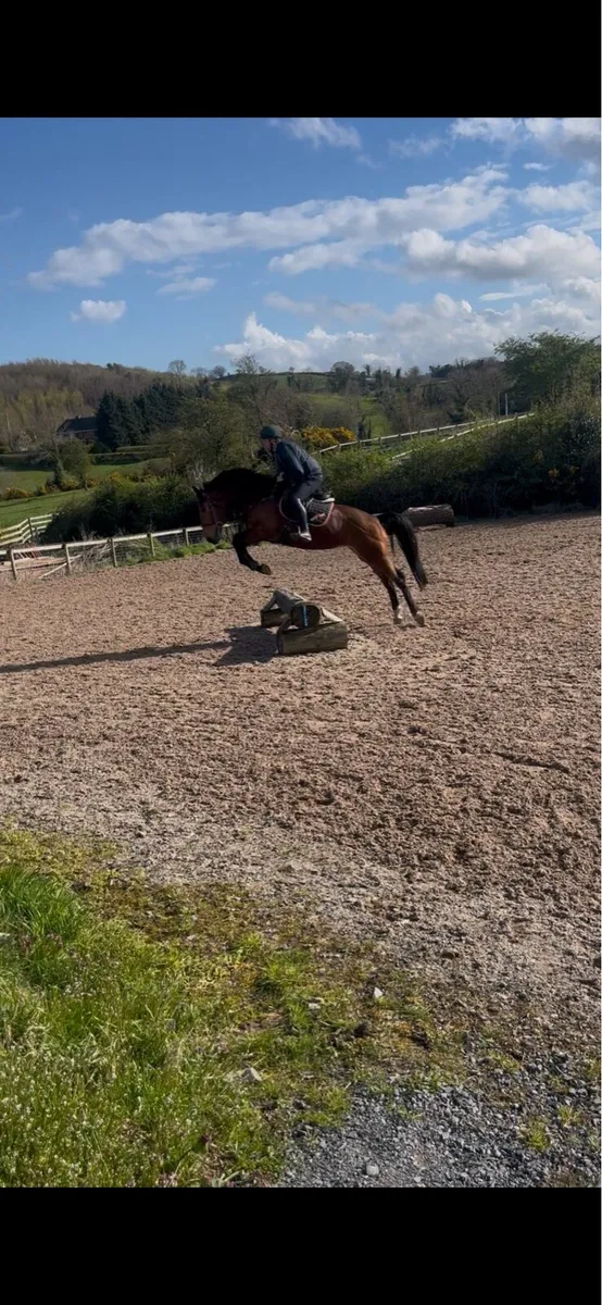 16,2 mare for sale - Image 4