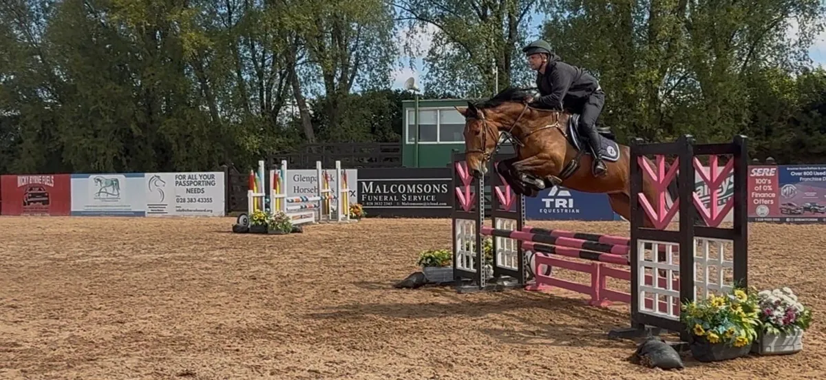 16,2 mare for sale - Image 1