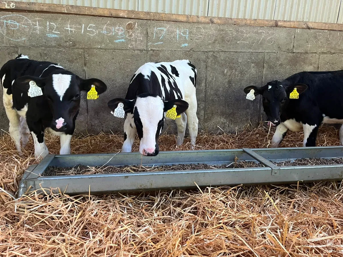 Friesian Heifer Calves - Carnaross Wednesday - Image 1