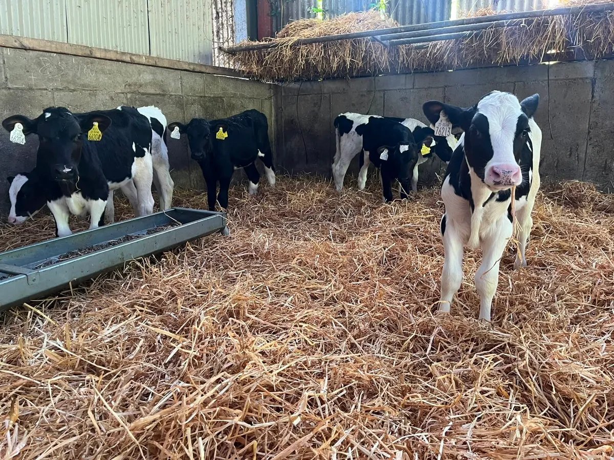 Friesian Heifer Calves - Carnaross Wednesday - Image 2