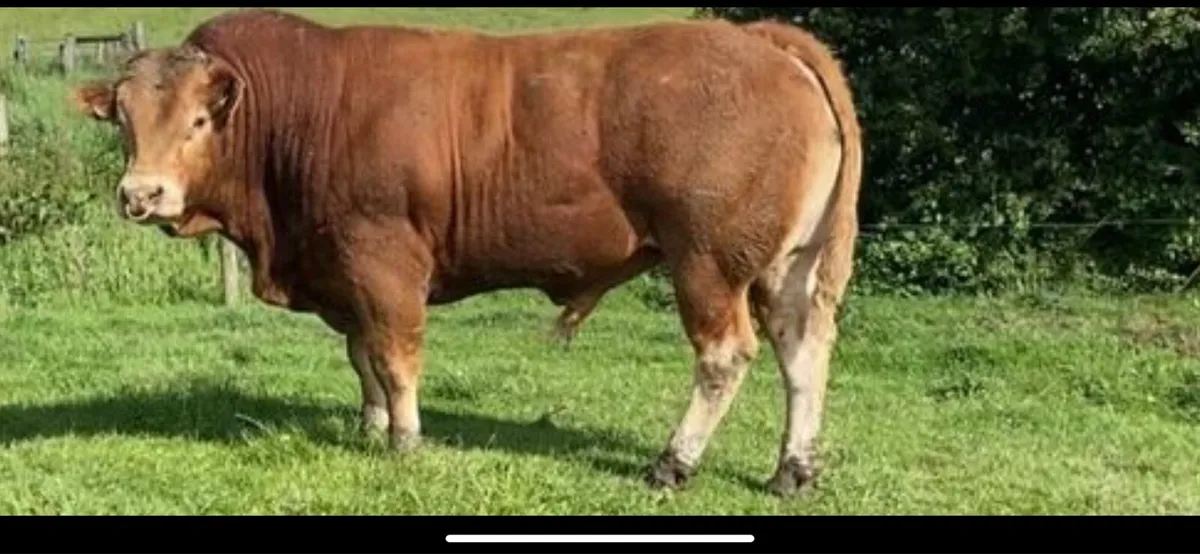 Limousin bull - Image 2