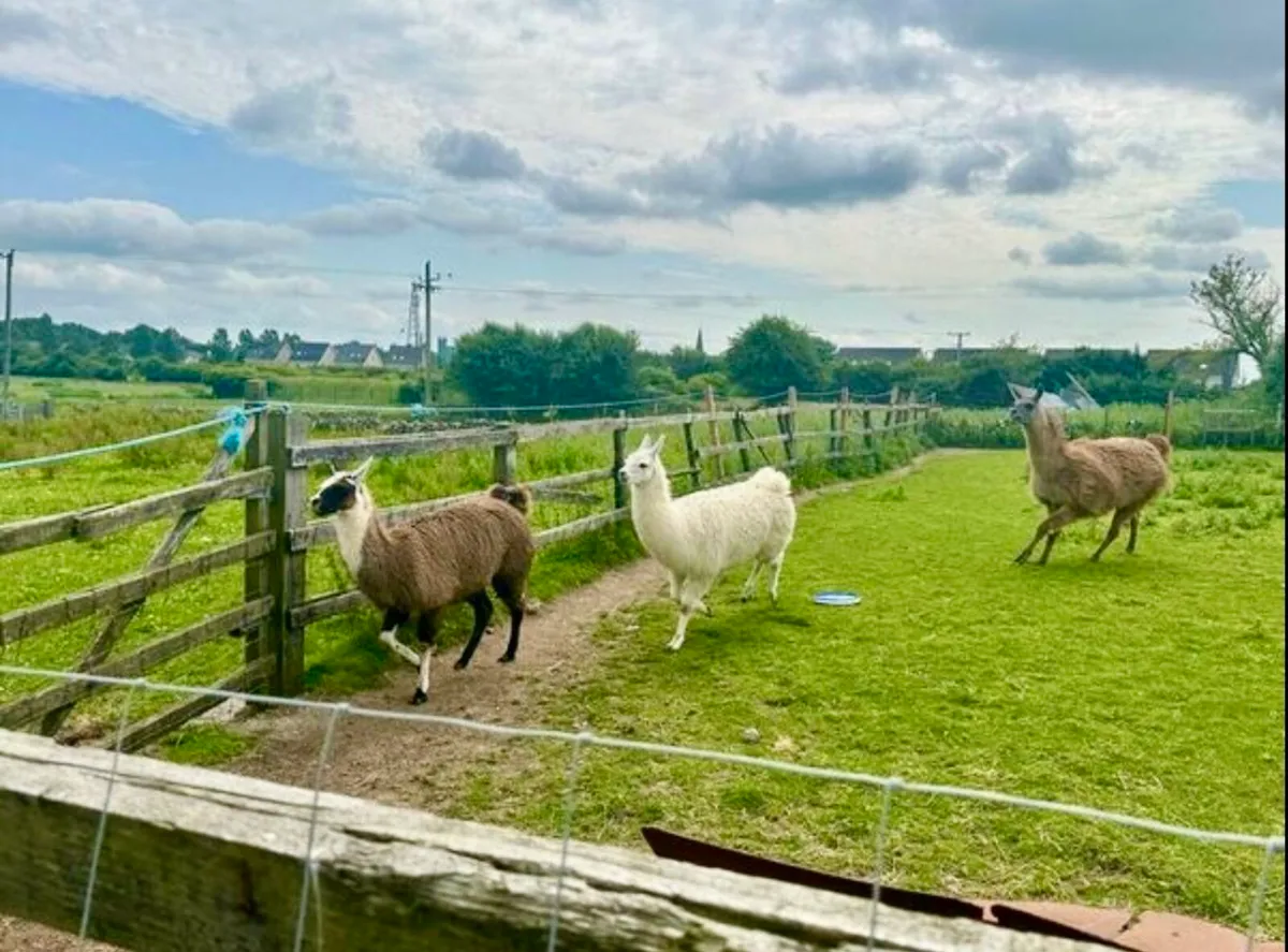 Llamas for sale - Image 3