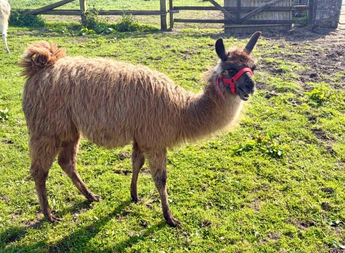 Llamas for sale - Image 4
