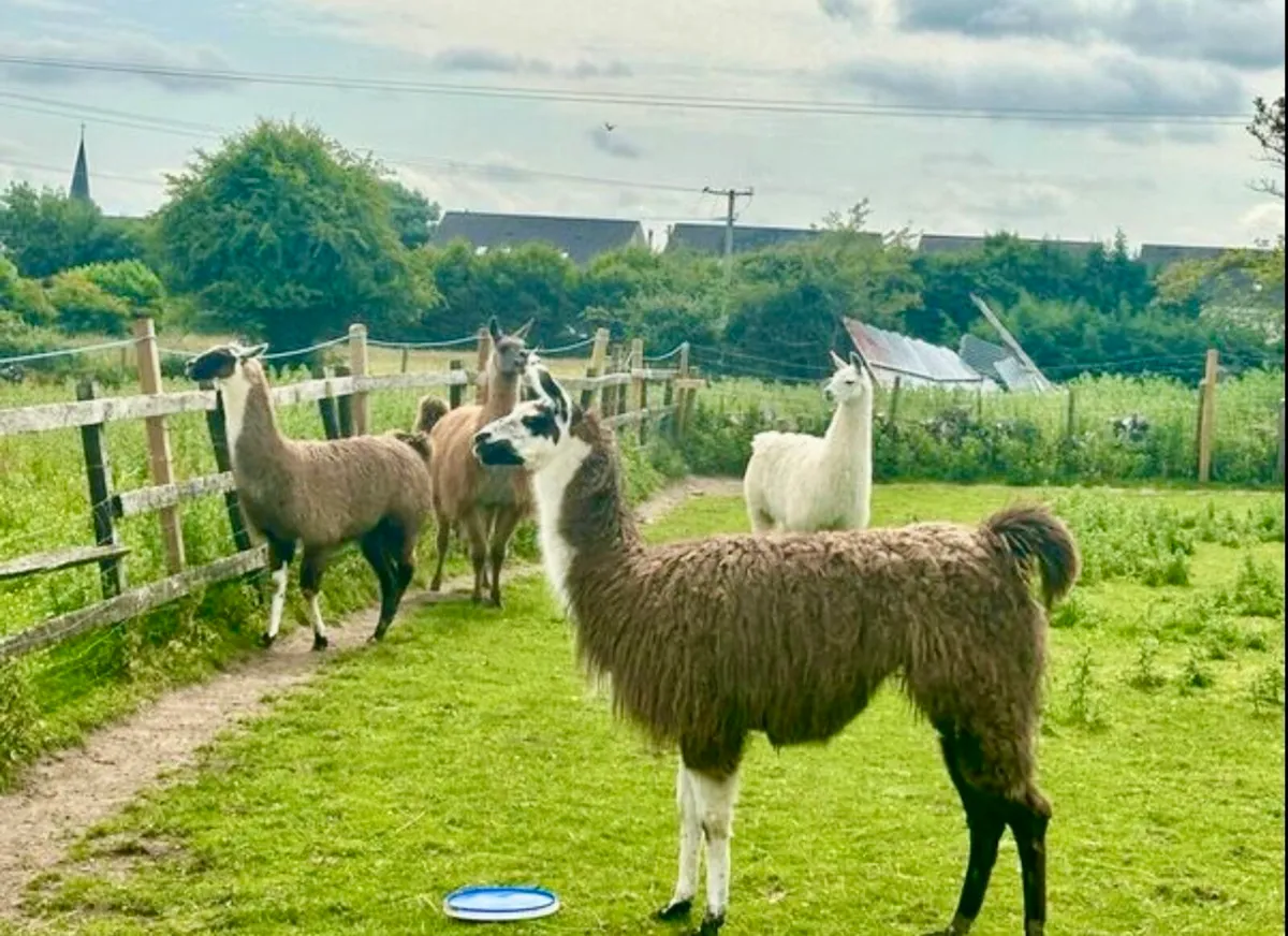 Llamas for sale - Image 1