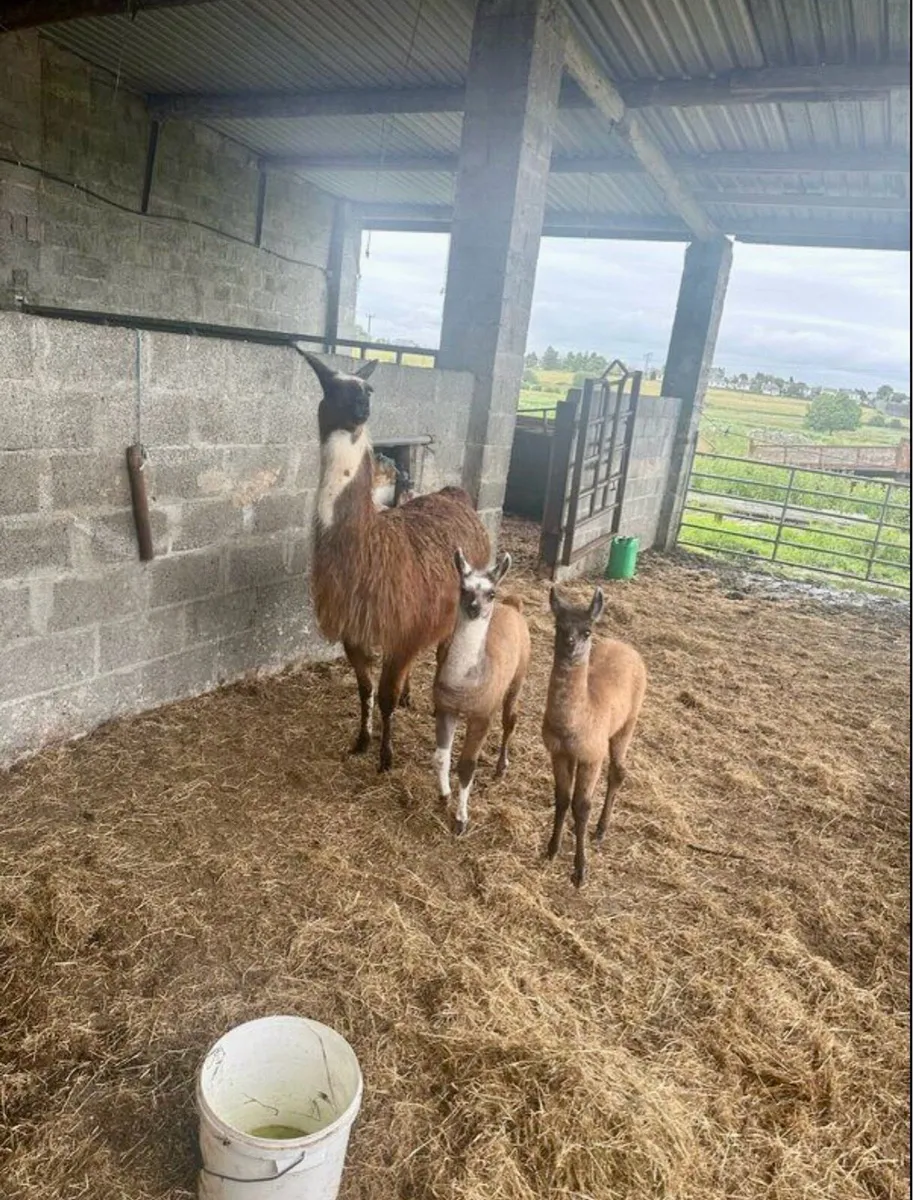 Llamas for sale - Image 2