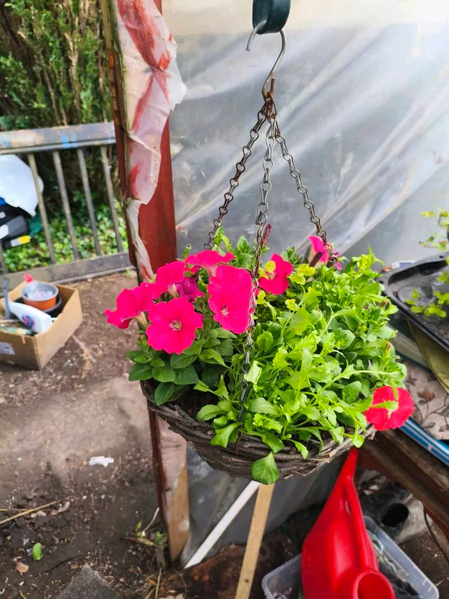 2 hanging baskets just coming out,40 for 2