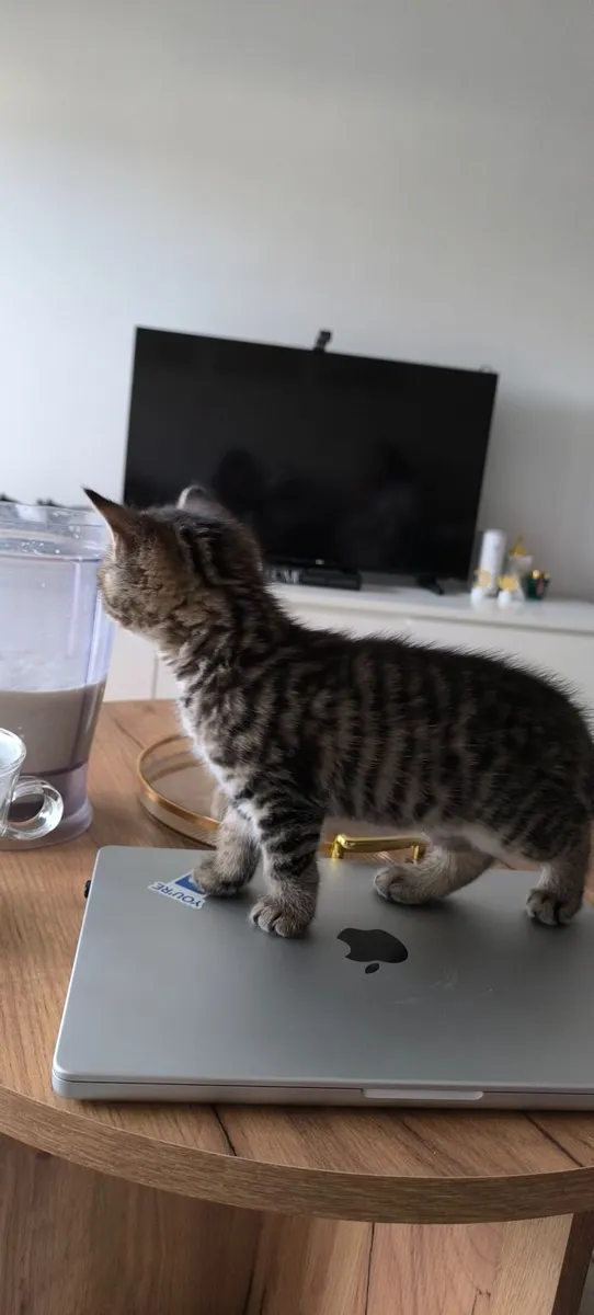 Kitten - Image 4