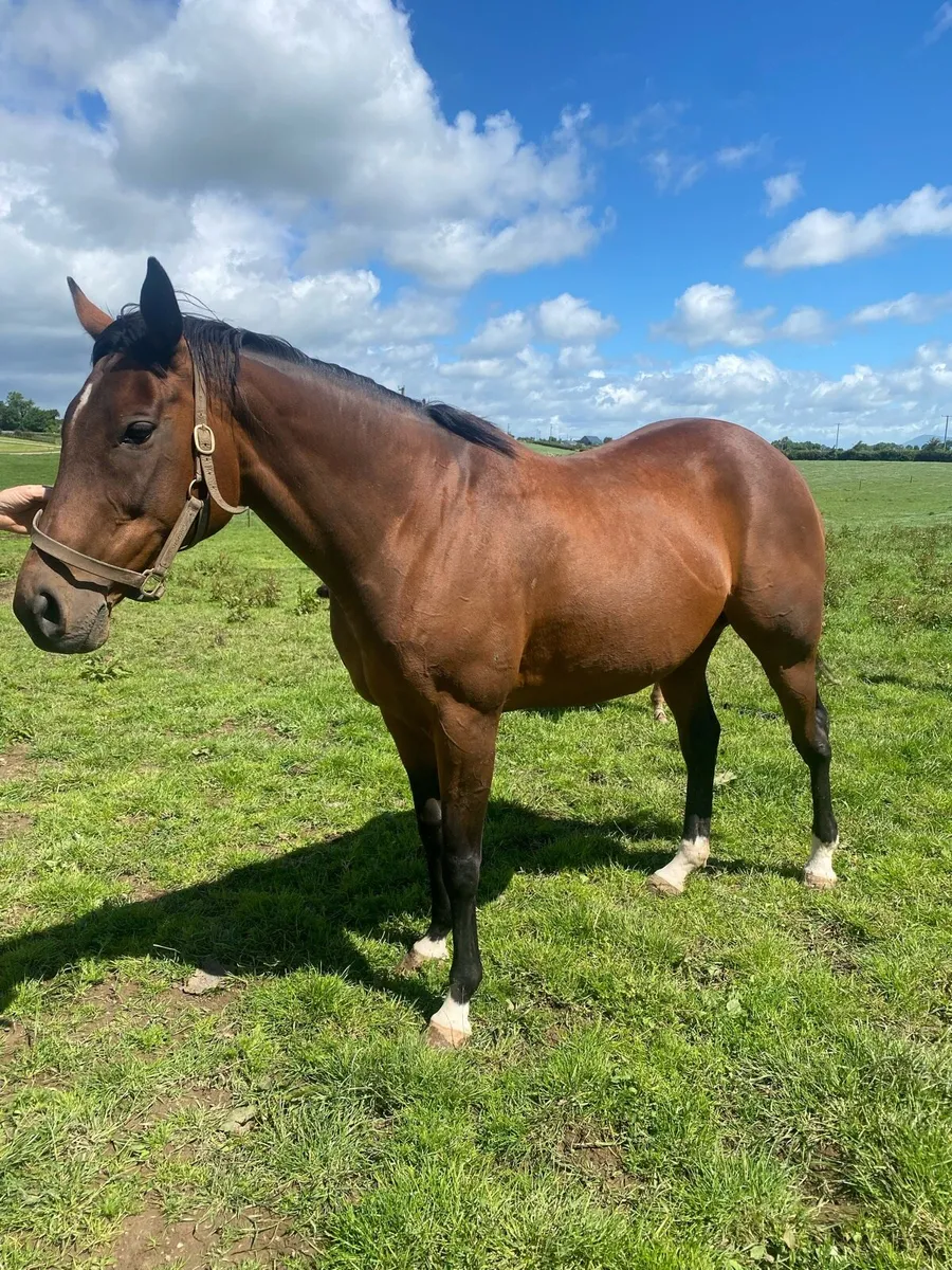 Tb mare - Image 1
