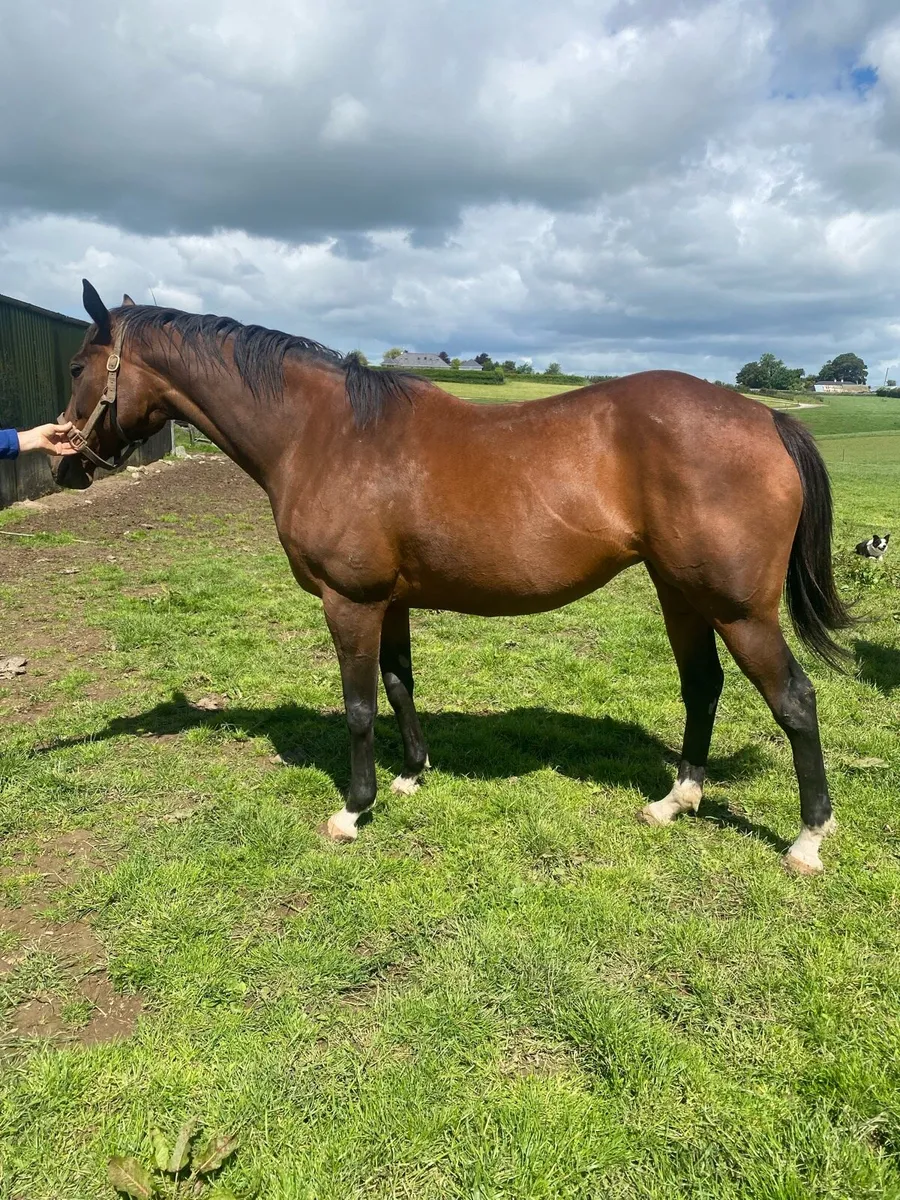 Tb mare - Image 2